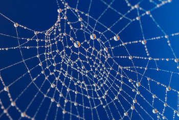 Spider web beads This macro photograph, taken in the morning during winter, features a spiders web adorned with numerous water droplets. The image showcases the intricate pattern of spider web beads glistening against a deep blue background, highlighting the delicate structure and detail typical of winter mornings. This still life composition draws attention to the way water droplets cling to the threads of the spiders web, creating a visually striking display.